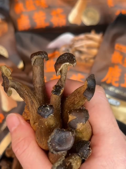 Zero-Additive Low-Fat Black Truffle and Antler Mushroom Crispy Snack🍄✨ Gourmet Crunch, Not Guilt! Try Our Oven-Baked, Zero-Additive Low-Fat Black Truffle and Antler Mushroom Crispy Snack! 😋