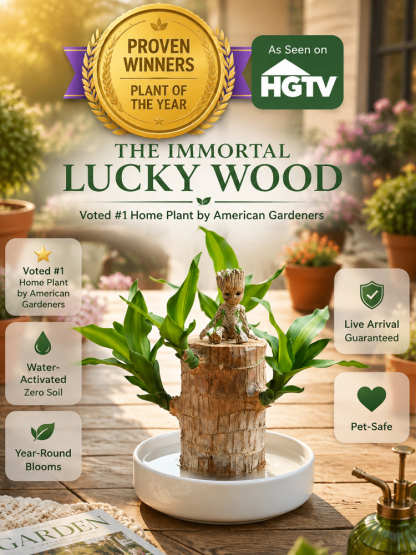💧Just water it! Brazilian lucky wood🍀 is easy to grow, guaranteed to survive, no soil or pests required🌟