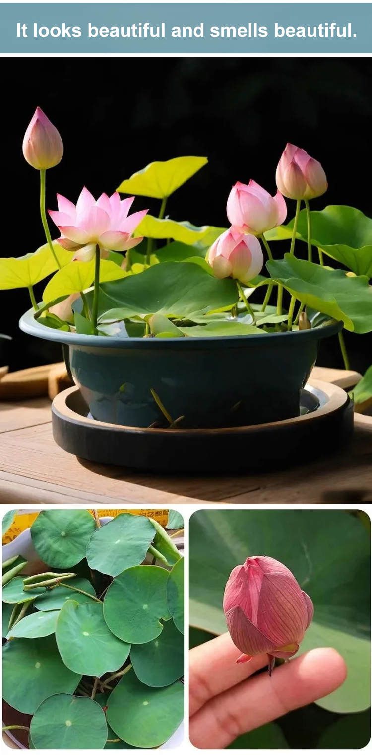 【转运招财】观赏水培碗莲_19.jpg