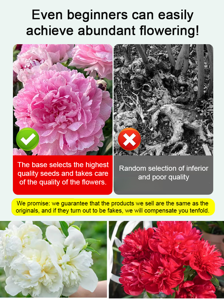 Guaranteed Growth: Resilient Peony Seeds—Order Now for Discounts🌸