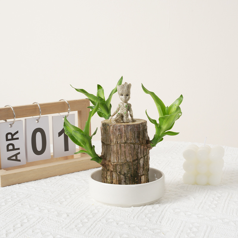 💧Just water it! Brazilian lucky wood🍀 is easy to grow, guaranteed to survive, no soil or pests required🌟