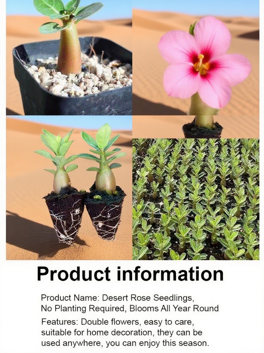 Embrace Nature’s Charm 🌹 270 Days of Blossoming Elegance with the Desert Rose 🌸 Easy Care & Fragrant Joy!
