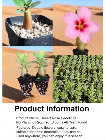 Embrace Nature’s Charm 🌹 270 Days of Blossoming Elegance with the Desert Rose 🌸 Easy Care & Fragrant Joy!