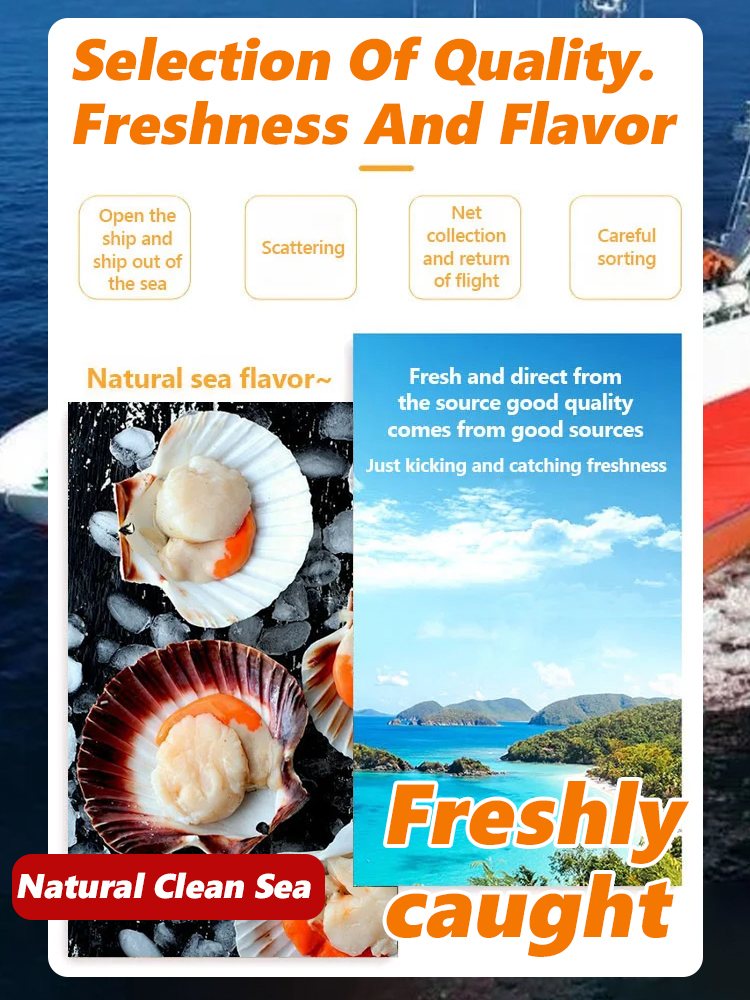 Wild Caught Normandy KingScallops(Canned) | Spicy Garlic Gourmet Seafood | Ready to Eat Keto Snack 🌊🦪