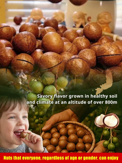 [Buy One Get One Free] Clearance Sale - Premium Australian Macadamia Nuts | Free Shipping | Keto-Friendly 🌰👑
