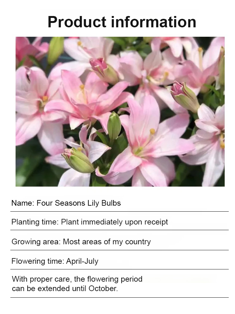 Double Petal Lily Bulbs Special Offer 🌺 | Plant and Thrive, Suitable for All Seasons with Annual Blooms 🌼 | Cold and Heat Resistant, Easy to Maintain with an Elegant Fragrance 🌿 | Full Refund if No Growth in 30 Days 