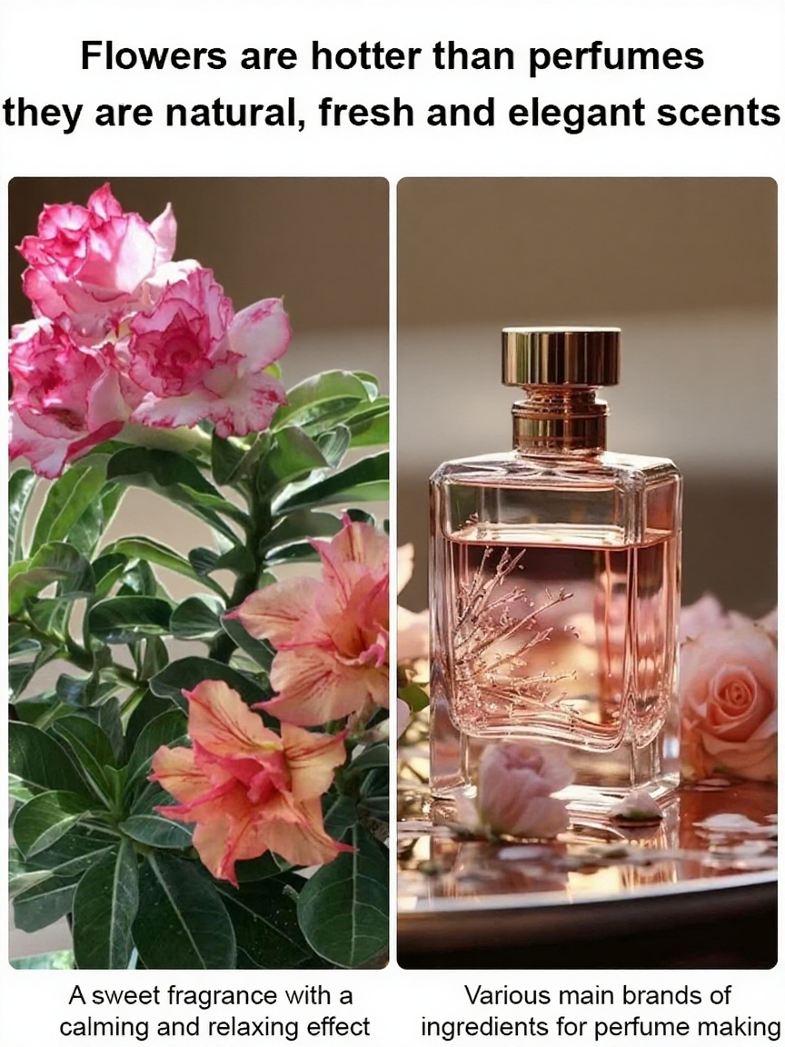 Embrace Nature’s Charm 🌹 270 Days of Blossoming Elegance with the Desert Rose 🌸 Easy Care & Fragrant Joy!