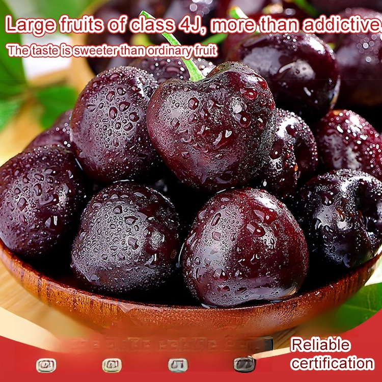 Fully Imported Chilean Chelsea Seeds