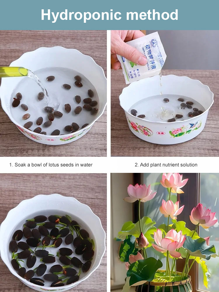 🌸 Bowl Lotus | Your Effortless Hydroponic Beauty 🌿 Blooms Year-Round, with a Captivating Fragrance 🌼 Purifies Air and Offers an Extended Flowering Period 🌺 Grab This Limited-Time Offer Now