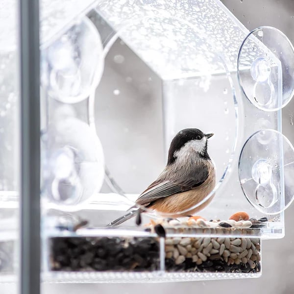 (🔥HOT SALE NOW 49% OFF) -🐦 Window Bird Feeders