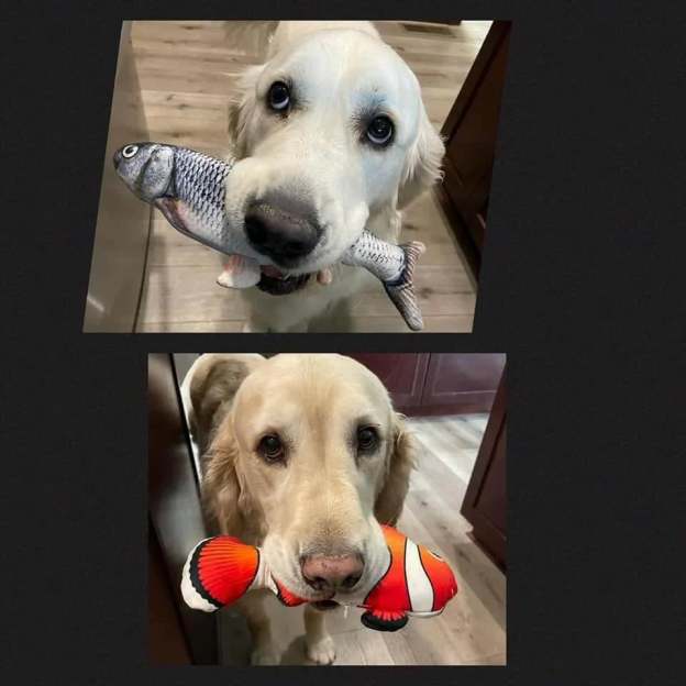 🔥🔥🔥49% OFF🐱FloppyFish- 🐶INTERACTIVE FISH TOY FOR YOUR PETS