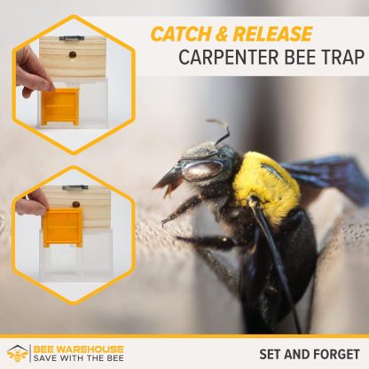 🔥This week special sales-🐝Eifrt™Carpenter Bee Trap