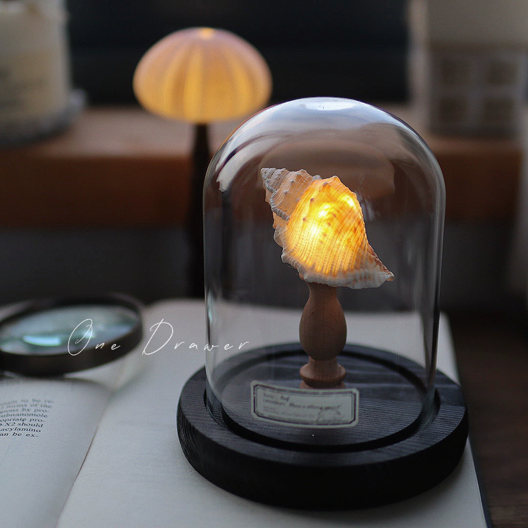 DIY Led Room Decoration Sea urchin Conch lamp Night Lights for bedroom kids Christmas gifts battery powered luces decorativas