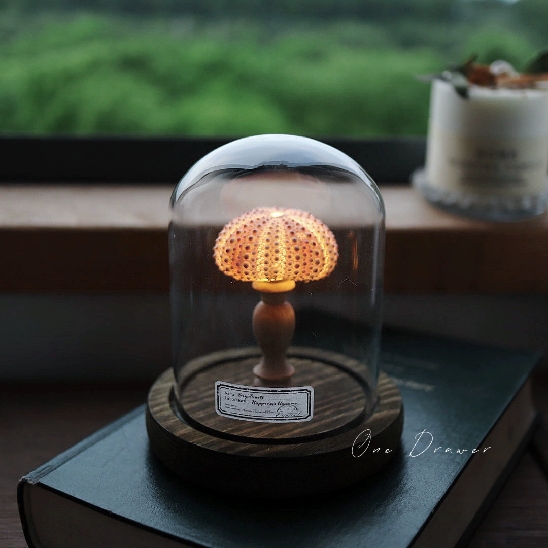 DIY Led Room Decoration Sea urchin Conch lamp Night Lights for bedroom kids Christmas gifts battery powered luces decorativas