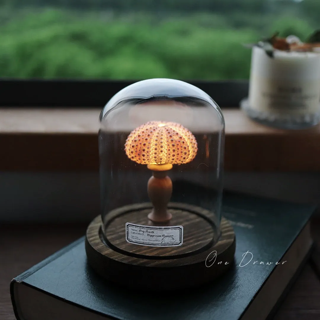 DIY Led Room Decoration Sea urchin Conch lamp Night Lights for bedroom kids Christmas gifts battery powered luces decorativas