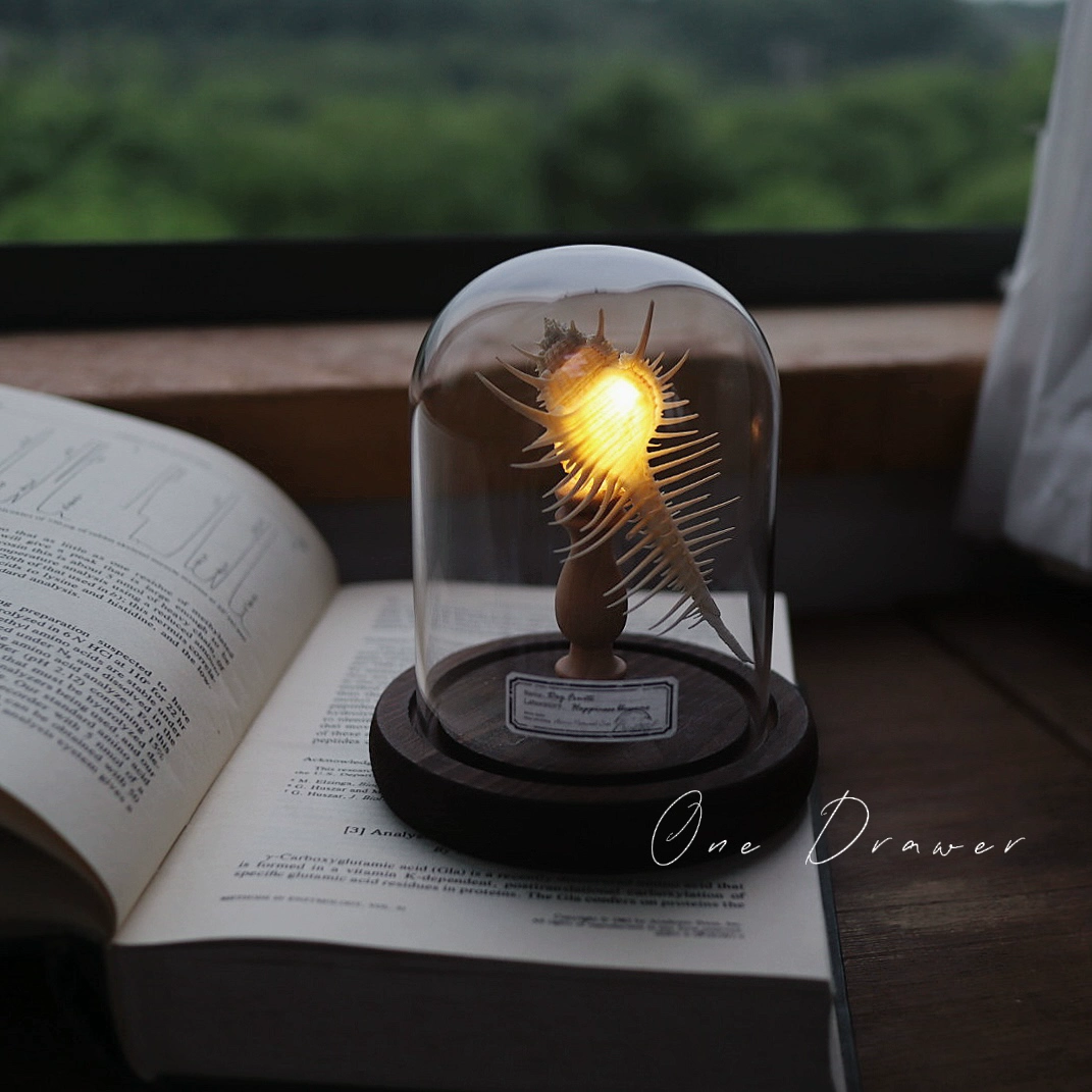 DIY Led Room Decoration Sea urchin Conch lamp Night Lights for bedroom kids Christmas gifts battery powered luces decorativas