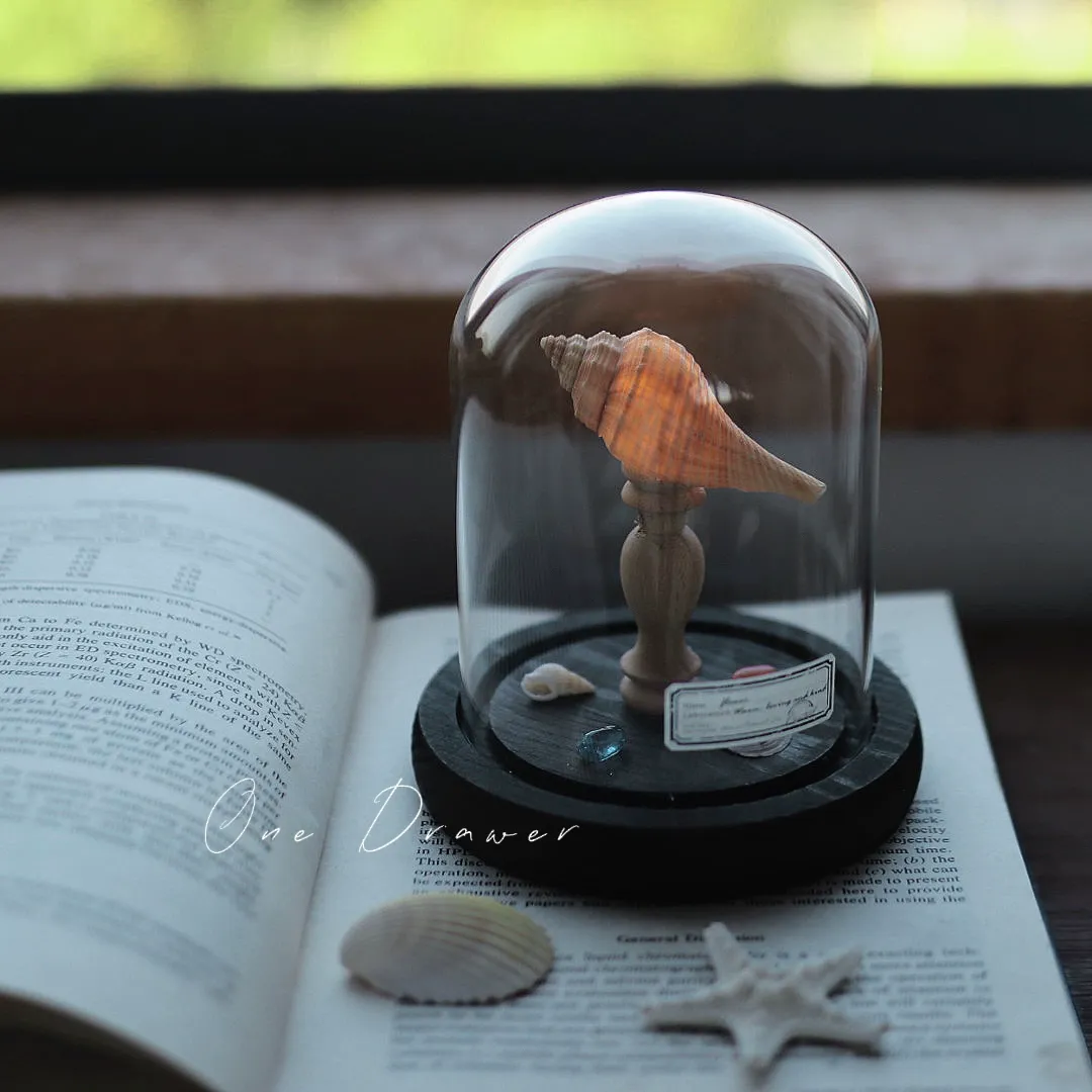 DIY Led Room Decoration Sea urchin Conch lamp Night Lights for bedroom kids Christmas gifts battery powered luces decorativas