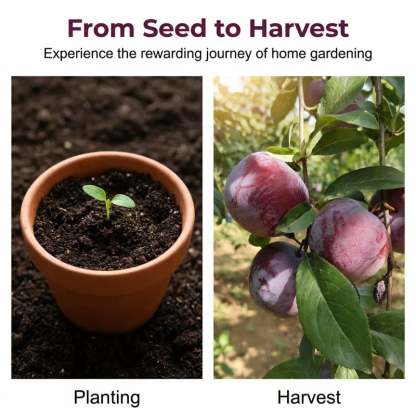 🔥Last Day 49% OFF- Heirloom Non-GMO Grafted Plum Tree Seeds – Grow Your Own Premium Fruit Trees