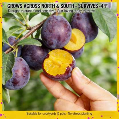 🔥Last Day 49% OFF- Heirloom Non-GMO Grafted Plum Tree Seeds – Grow Your Own Premium Fruit Trees