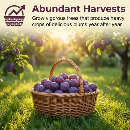 🔥Last Day 49% OFF- Heirloom Non-GMO Grafted Plum Tree Seeds – Grow Your Own Premium Fruit Trees