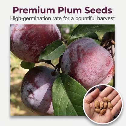 🔥Last Day 49% OFF- Heirloom Non-GMO Grafted Plum Tree Seeds – Grow Your Own Premium Fruit Trees