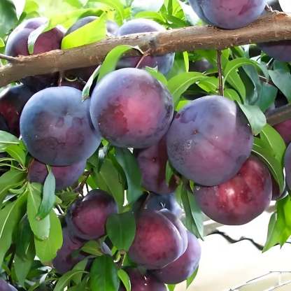 🔥Last Day 49% OFF- Heirloom Non-GMO Grafted Plum Tree Seeds – Grow Your Own Premium Fruit Trees
