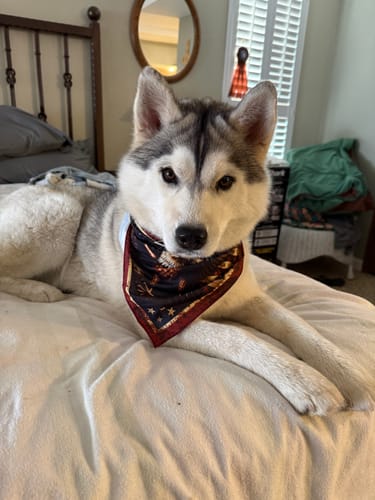 🦅 America’s 250th Anniversary Commemorative Pet Bandana