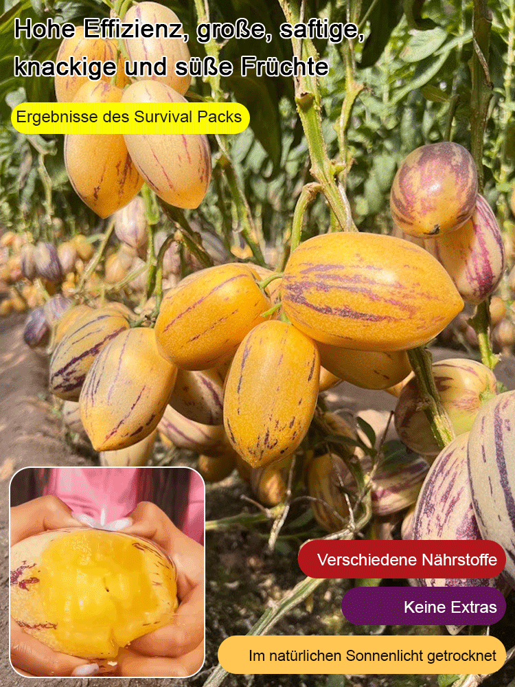 Zucker- und blutdrucksenkender, milchiger, gelber Topf-Pfirsichmelonen.
