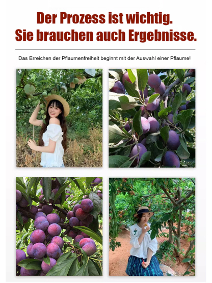 Pflaumenkirschkerne