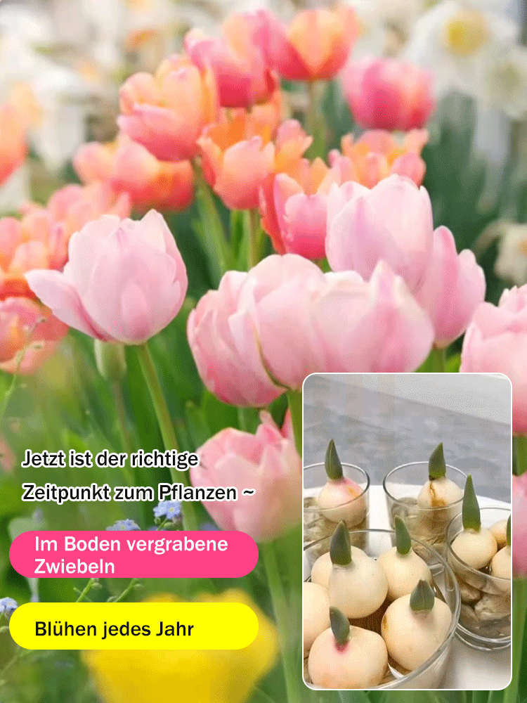 【Ewige Liebe】Tulpenzwiebeln zur Wasseranzucht, die in allen vier Jahreszeiten gepflanzt werden könne