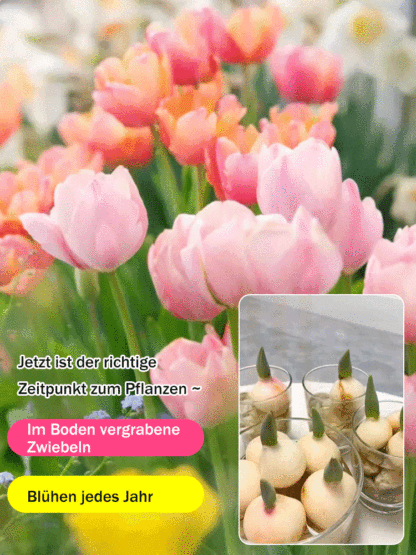 【Ewige Liebe】Tulpenzwiebeln zur Wasseranzucht, die in allen vier Jahreszeiten gepflanzt werden könne