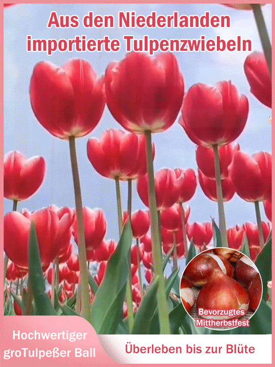 【Ewige Liebe】Tulpenzwiebeln zur Wasseranzucht, die in allen vier Jahreszeiten gepflanzt werden könne