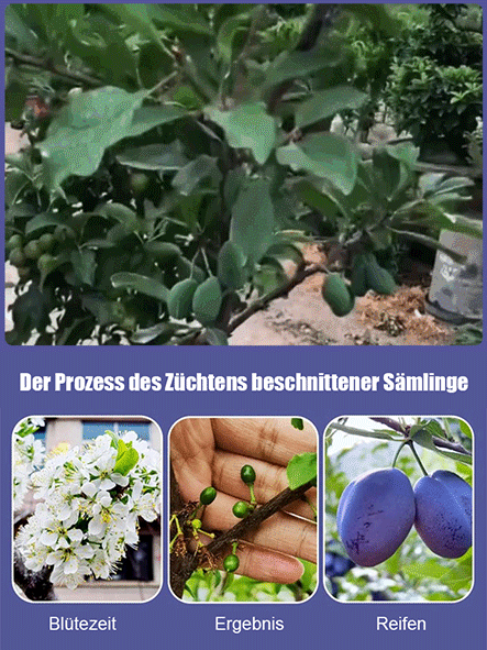 Pflaumenkirschkerne