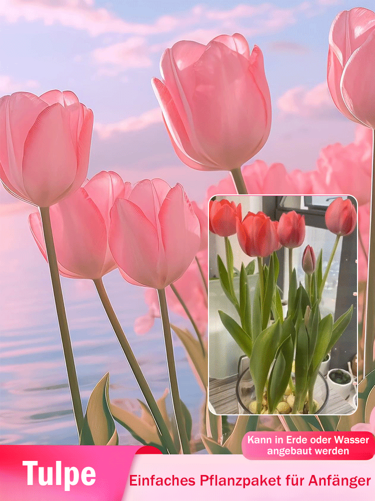 【Ewige Liebe】Tulpenzwiebeln zur Wasseranzucht, die in allen vier Jahreszeiten gepflanzt werden könne