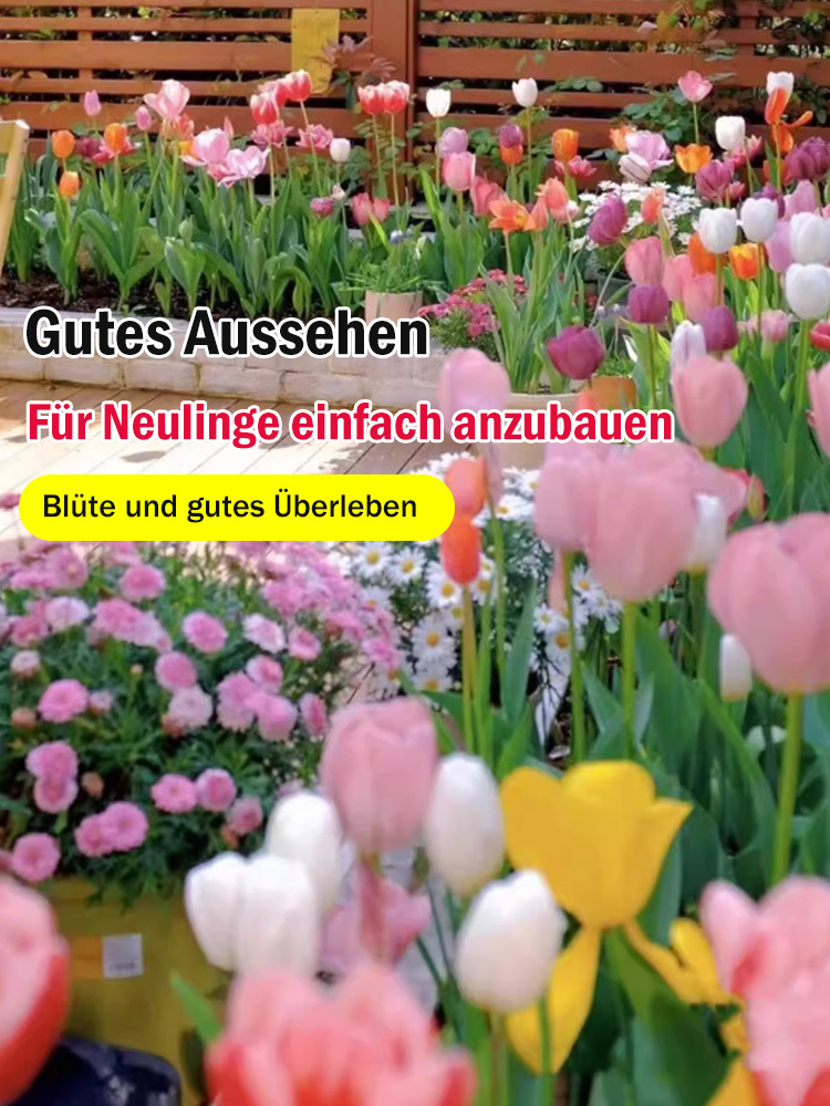 【Ewige Liebe】Tulpenzwiebeln zur Wasseranzucht, die in allen vier Jahreszeiten gepflanzt werden könne