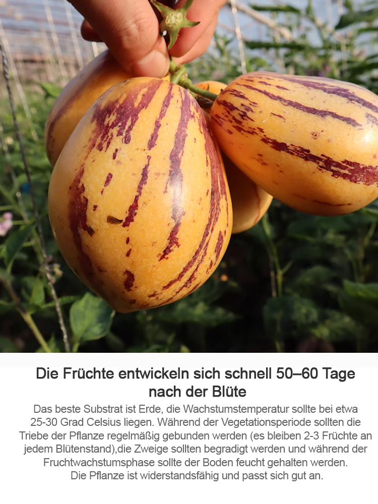 Zucker- und blutdrucksenkender, milchiger, gelber Topf-Pfirsichmelonen.