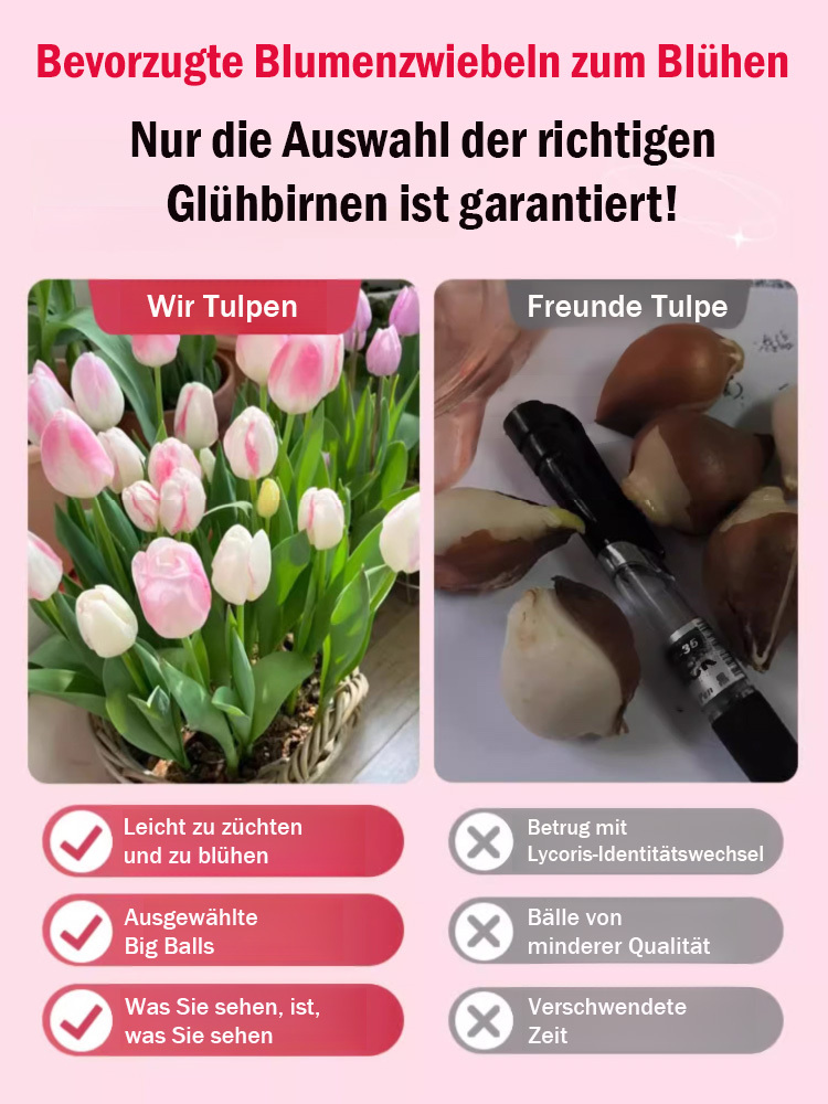 【Ewige Liebe】Tulpenzwiebeln zur Wasseranzucht, die in allen vier Jahreszeiten gepflanzt werden könne