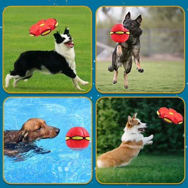 🔥LAST DAY PROMOTION 70% OFF 🎁Black Friday Sale💥The Doggy Disc Ball💞