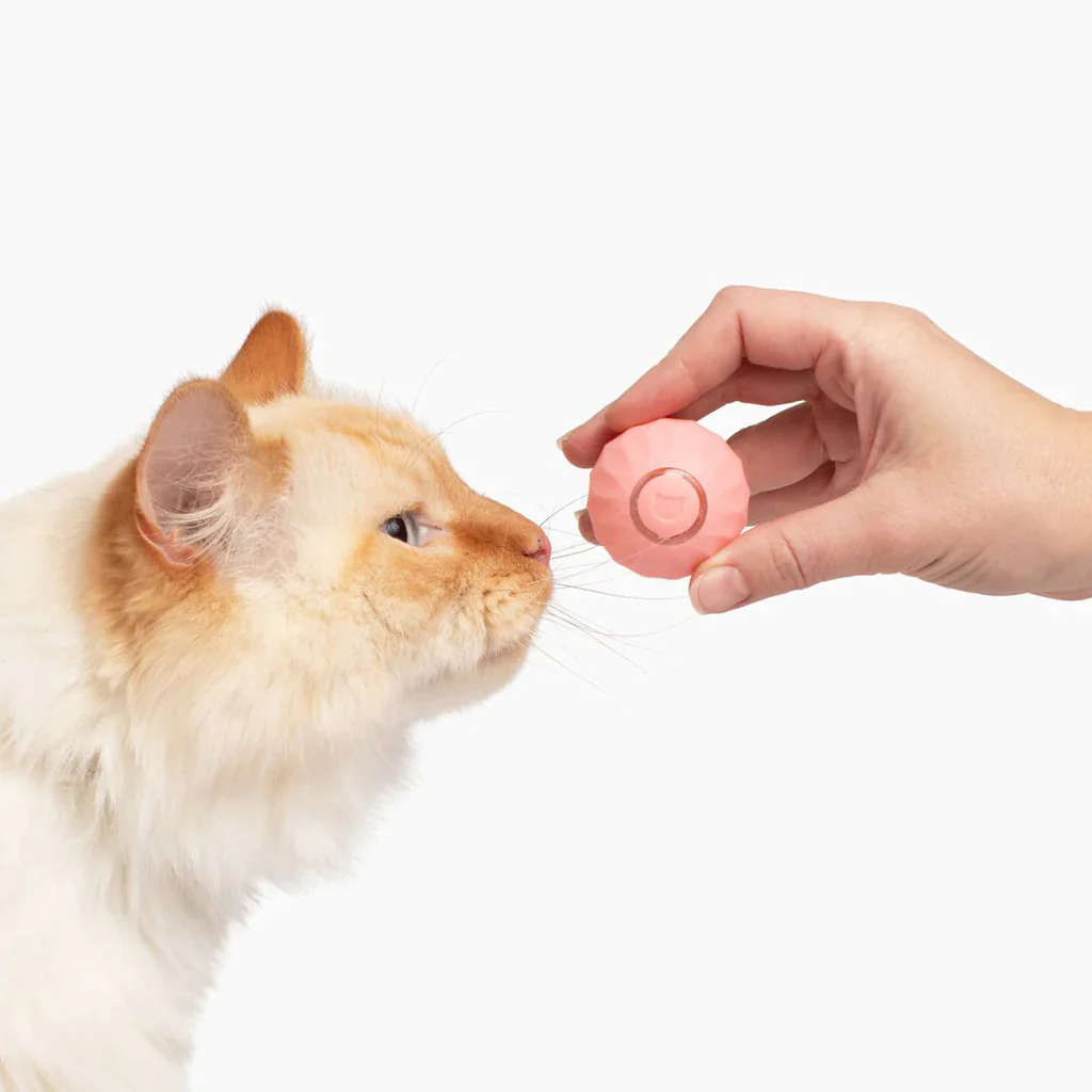 This 2023 number 1 rated toy will keep your cat engaged for hours 🐱❤️  The PassionForPets™ Powerball 2.0 is specially designed to boost your cat’s mood and keep them engaged with its unpredictable rolling patterns and bouncy movements, providing hours of