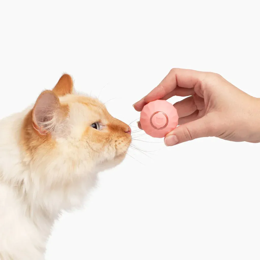 This 2023 number 1 rated toy will keep your cat engaged for hours 🐱❤️  The PassionForPets™ Powerball 2.0 is specially designed to boost your cat’s mood and keep them engaged with its unpredictable rolling patterns and bouncy movements, providing hours of