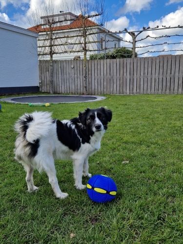🔥LAST DAY PROMOTION 70% OFF 🎁Black Friday Sale💥The Doggy Disc Ball💞
