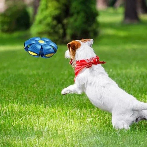 🔥LAST DAY PROMOTION 70% OFF 🎁Black Friday Sale💥The Doggy Disc Ball💞