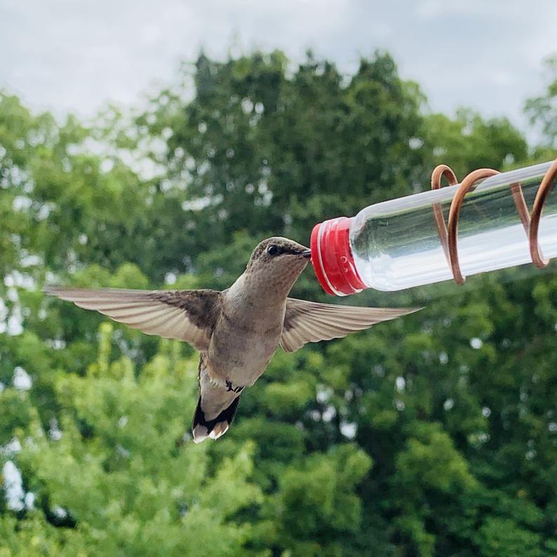 Hummingbird watering can