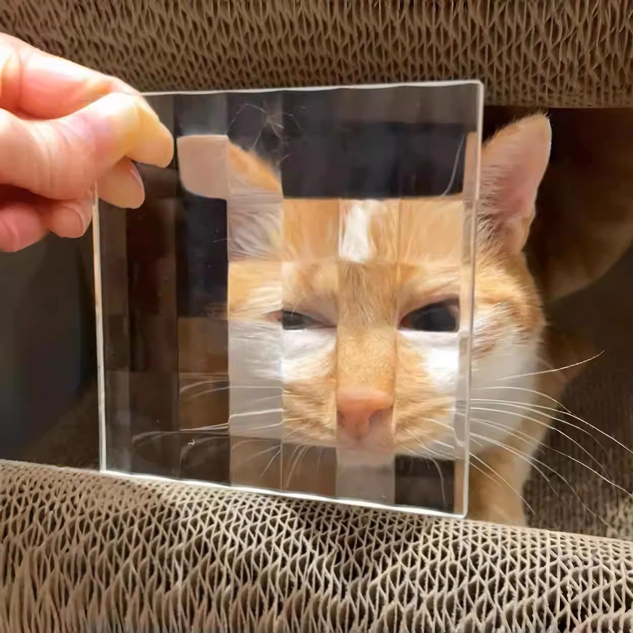 Mosaic pixel pet funny photo props