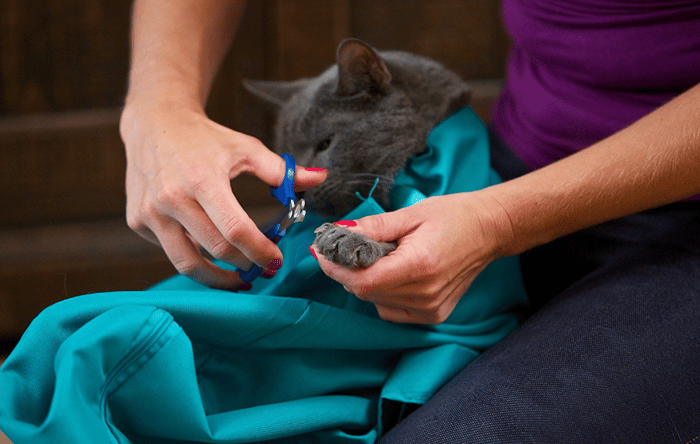 ✨Summer Hot Sale 45% OFF - Cat Carry Pouch-SLOOSELYK