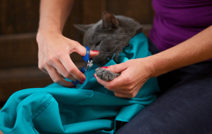 ✨Summer Hot Sale 45% OFF - Cat Carry Pouch-SLOOSELYK