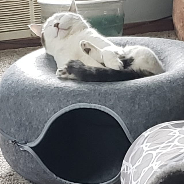 A relaxed cat sleeping on top of a soft, grey pet bed.
