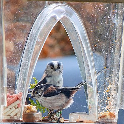 🐦2024 New Year Sale💝 Arch Window Bird Feeder🏠-SLOOSELYK