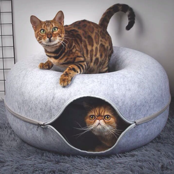 Two cats, one sitting on top of a grey donut-shaped bed and one inside it, looking out.