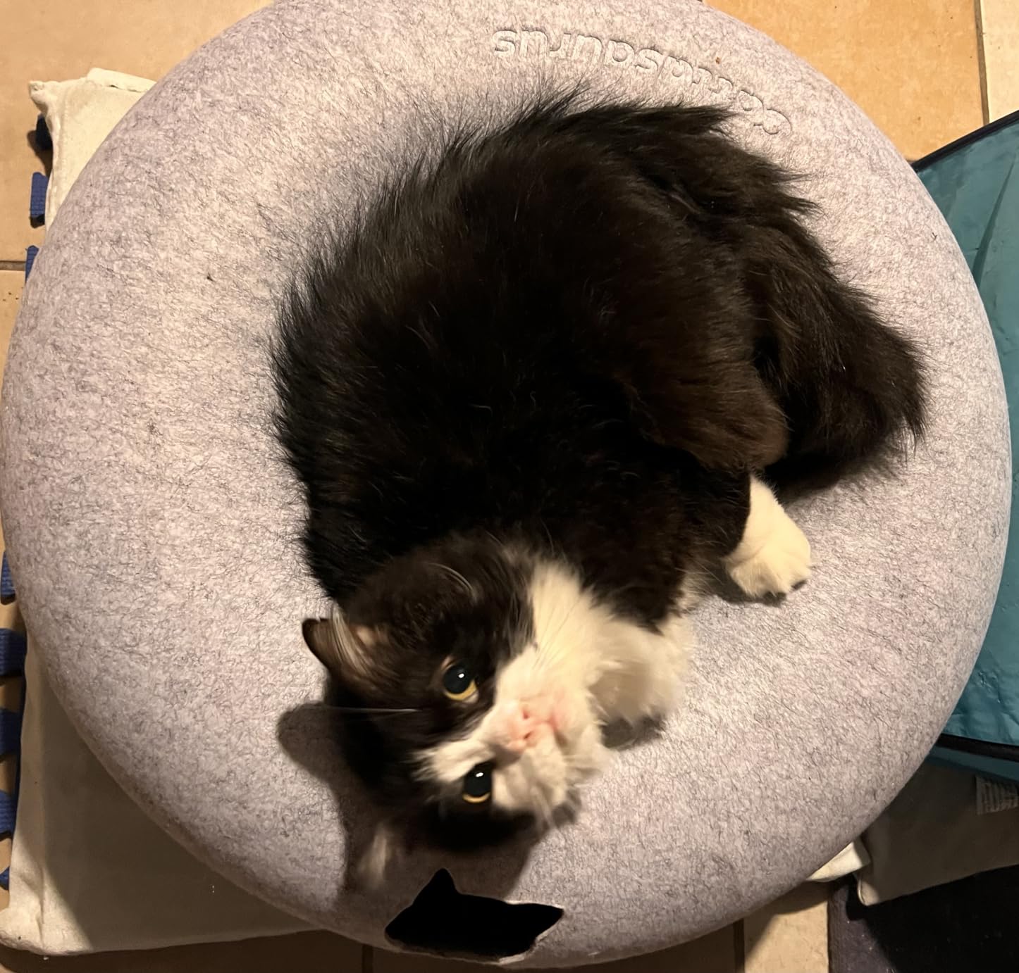 Black and white cat lying on a round gray cushion.